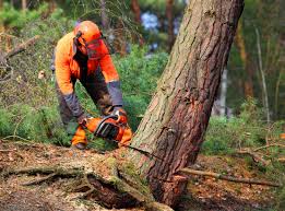 Best Stump Grinding and Removal  in Walton Hills, OH